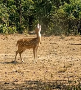Y1304011 Crows Find Idea For Deer (Part 2)