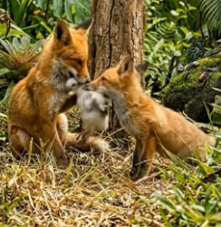 Y1304007 Why Fox become Sad At The End (Part 2)