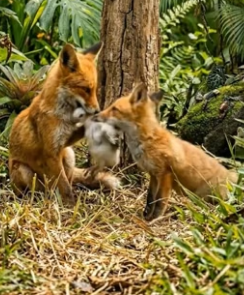 Y1304007 Why Fox become Sad At The End (Part 2)
