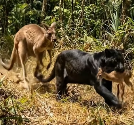 Y1304002 Lion Saved The cub Of The kangaroo From Phanter (Part 2)