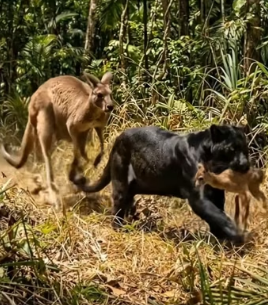 Y1304002 Lion Saved The cub Of The kangaroo From Phanter (Part 2)