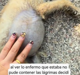 R1406012 A woman discovered a severely ill, abandoned dog with a very swollen belly under a motorcycle (Part 2)