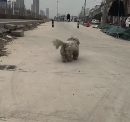 R1406004 I saw stray dogs begging from pet dogs