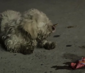 R1406009 At four o’clock in the morning, I saw a dog looking for food in a trash can (Part 2)