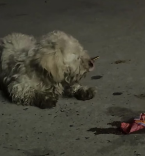 R1406009 At four o’clock in the morning, I saw a dog looking for food in a trash can (Part 2)