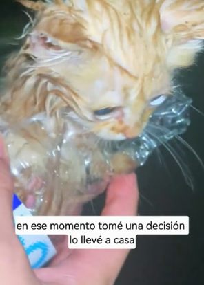 R1406002 I saw a kitten walking towards me in the pouring rain (Part 2)