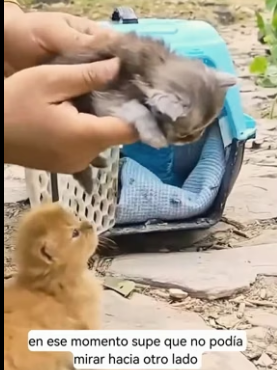 R1406006 I heard the kittens meowing in the distance and discovered a weak mother cat and her kittens (Part 2)