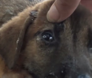R1406010 I saw a dog in the middle of the road and thought it had been hit by a car. (Part 2)