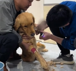 R1406007 The dog’s leg was injured, but he was still smiling (Part 2)