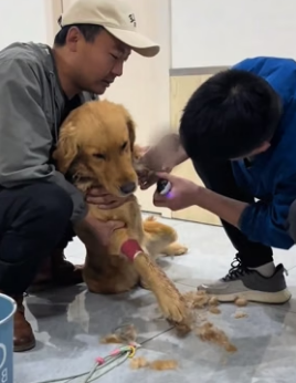 R1406007 The dog’s leg was injured, but he was still smiling (Part 2)
