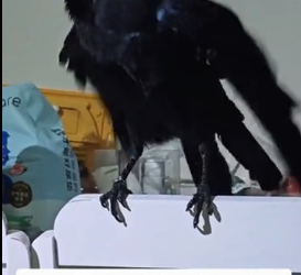 R1406003 The so-called bird of ill omen is merely a label that humans attach to their victims (Part 2)