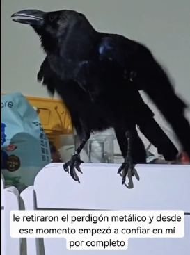 R1406003 The so-called bird of ill omen is merely a label that humans attach to their victims (Part 2)
