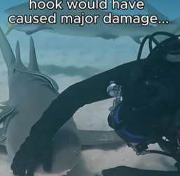 T1406008 Did you think sharks had feelings (Part 2)