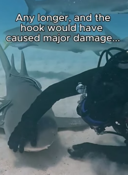 T1406008 Did you think sharks had feelings (Part 2)