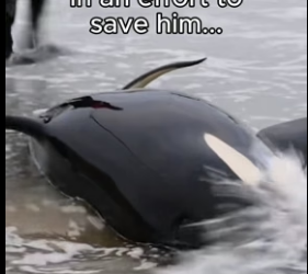 T1406009 Leave a heart for the baby orca ❤️ (Part 2)