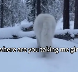 C1106010 l Helped Wolf Rescue Her Pups-see what Happens Next (Part 2)