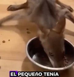 V1406011 Ayudo a un lobo que solo quería amor (Part 2)