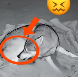 V1406002 The wolf protected and rescued its puppy (Part 2)