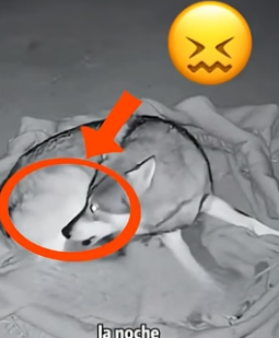 V1406002 The wolf protected and rescued its puppy (Part 2)