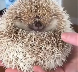 V1406004 The hedgehog I rescued from the eagle (Part 2)