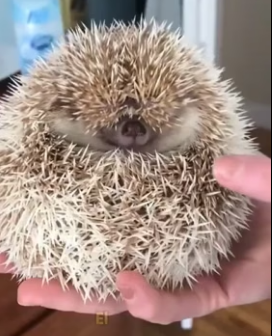V1406004 The hedgehog I rescued from the eagle (Part 2)