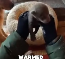 V1406001 We Thought It Was a Puppy in the Snow… But It Changed Our Lives (Part 2)