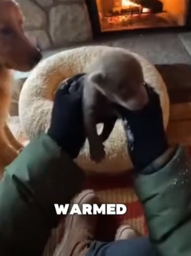V1406001 We Thought It Was a Puppy in the Snow… But It Changed Our Lives (Part 2)
