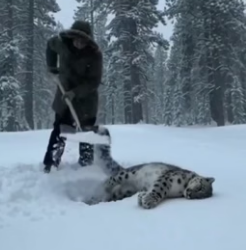 P1306007 Rescued snow leopard cubs after mom’s death in blizzard, 5-month reunion has the internet sobbing (Part 2)