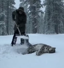 P1306007 Rescued snow leopard cubs after mom’s death in blizzard, 5-month reunion has the internet sobbing (Part 2)