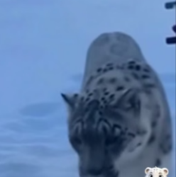 F1306010 I help a snow leopard save his cub, and then this happens (Part 2)