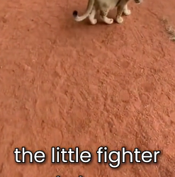 F1306009 A Mother Lioness Attacked Her Own Cub… He Was Too Weak to Survire (Part 2)