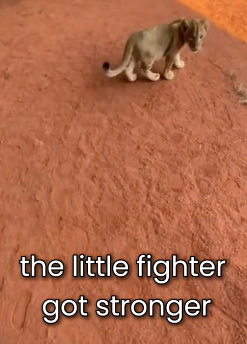 F1306009 A Mother Lioness Attacked Her Own Cub… He Was Too Weak to Survire (Part 2)