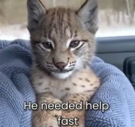 F1306008 I saved A Baby Lynx From A Wolf Pack (Part 2)