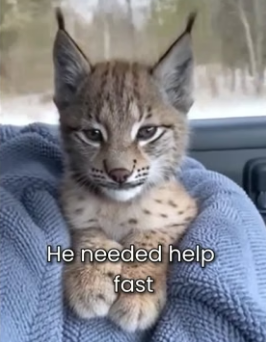 F1306008 I saved A Baby Lynx From A Wolf Pack (Part 2)