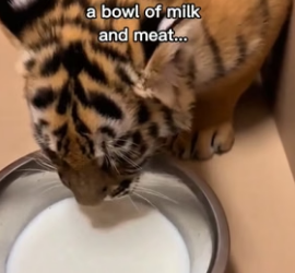 F1306003 Dog raises tiger until her mom came back (Part 2)