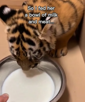 F1306003 Dog raises tiger until her mom came back (Part 2)