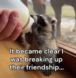 F1306002 A horse and raccoon a bond no one saw coming (Part 2)
