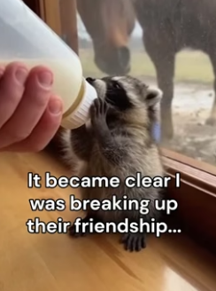 F1306002 A horse and raccoon a bond no one saw coming (Part 2)
