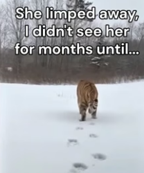 F1306001 She came back with her cubs (Part 2)