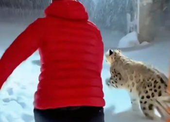 C1306004 When I saw two snow leopards crying,and then (Part 2)