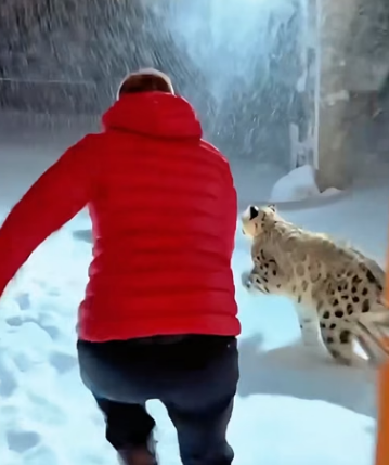 C1306004 When I saw two snow leopards crying,and then (Part 2)