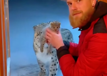 C1306006 When I help the snow leopard take care of its cubs,then (Part 2)