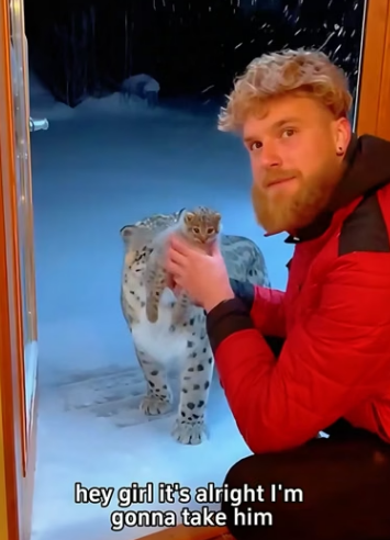 C1306006 When I help the snow leopard take care of its cubs,then (Part 2)