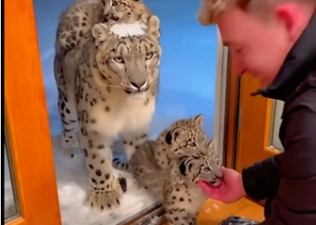 C1306001 When the snow leopard came to seek my care for its cubs, then (Part 2)