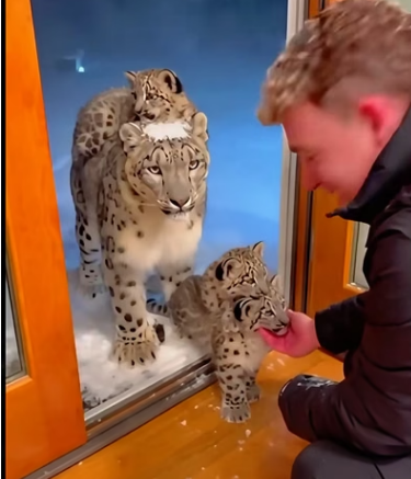 C1306001 When the snow leopard came to seek my care for its cubs, then (Part 2)
