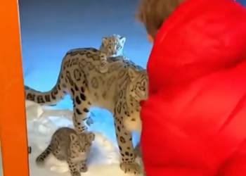 C1306003 When I saw the snow leopard and its three cubs,then… (Part 2)