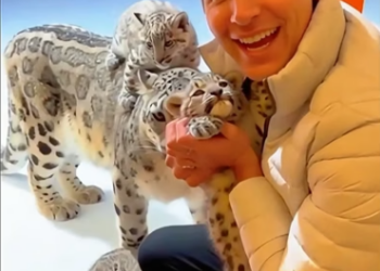 C1306002 An adult snow leopard with three cubs came to me for help ,and then this happened  (Part 2)