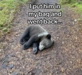 G0206004 Bear uses fish to save baby (Part 2)