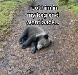 G0206004 Bear uses fish to save baby (Part 2)