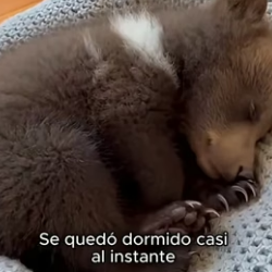 A0206003 Un pequeño oso apareció en mi puerta en plena lluvia (Part 2)